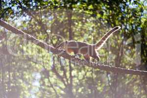 coati jumping from branch to branch in a zoo