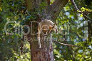 coati jumping from branch to branch in a zoo