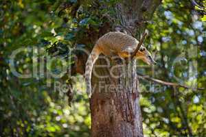 coati jumping from branch to branch in a zoo