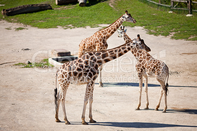 giraffes in the zoo safari park