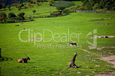 giraffes in the zoo safari park