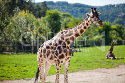 giraffes in the zoo safari park