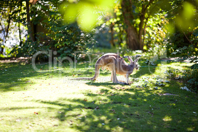 kangaroo on the green grass at the zoo