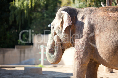 big elephant in the zoo