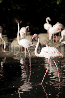 flamingo standing in water at the zoo