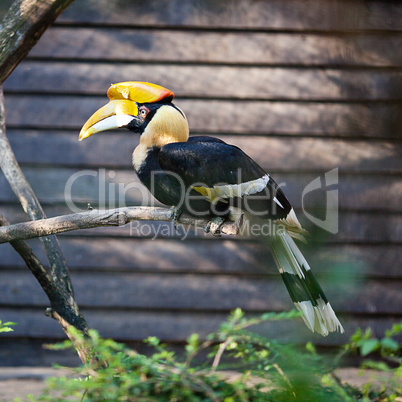 toucan bird at the zoo