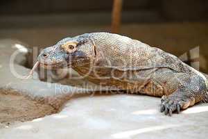 big lizard dragon at the zoo