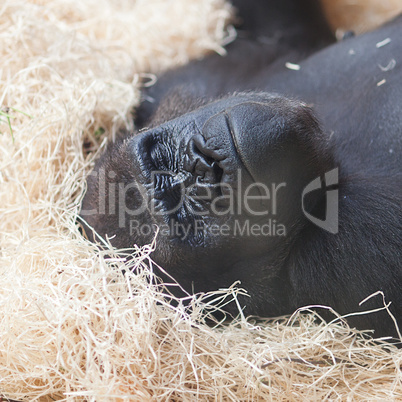 gorilla at the zoo