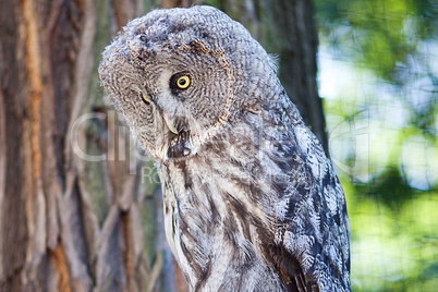 big owl at the zoo