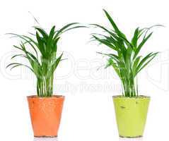 Houseplants