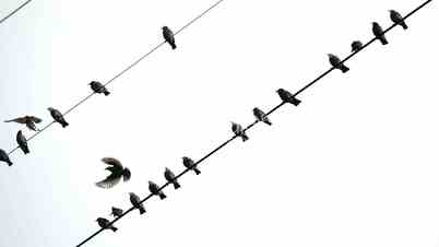 Birds on wires