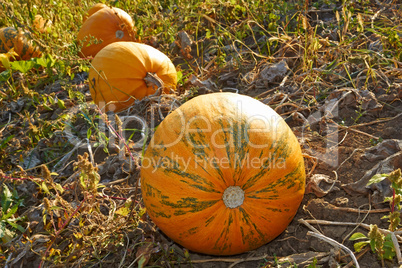 Pumpkins in the garden