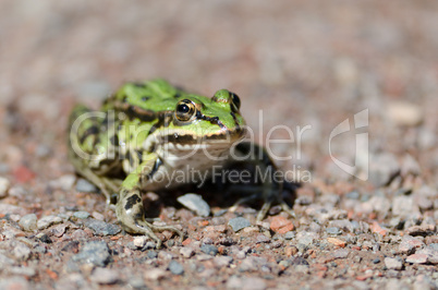 Frosch