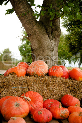 Pumpkins on Hay Stack