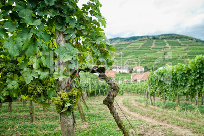 Vineyard in Wachau