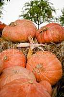 Pumpkins and Tree