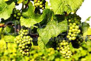 Halbreife Weintrauben im Weinberg 282