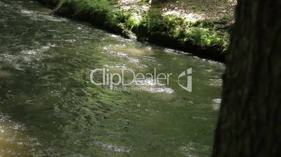 Fluss im Wald