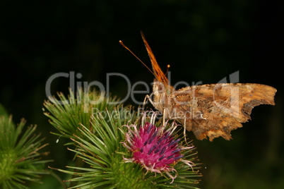 C-Falter (Polygonia c-album) / Comma (Polygonia c-album)