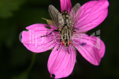 Schmeißfliege (Calliphoridae) / Blowfly (Calliphoridae)