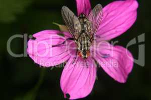 Schmeißfliege (Calliphoridae) / Blowfly (Calliphoridae)