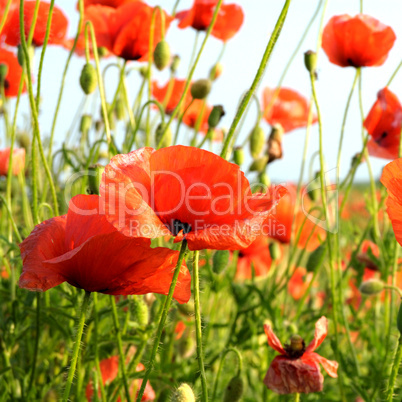 poppies