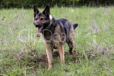 Deutscher Schäferhund