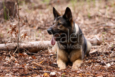 Deutscher Schäferhund