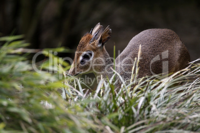 Kirk-Dikdik