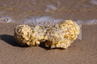 Leere Eikapseln der Wellhornschnecke