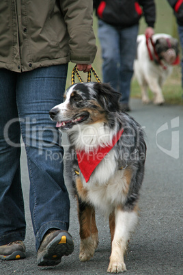 Australian Shepherd beim Gassi gehen