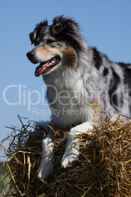 Australian Shepherd auf einem Strohballen