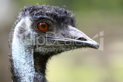 Emu-Porträt