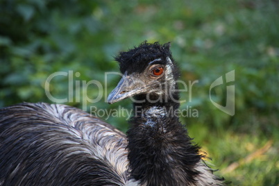 Emu