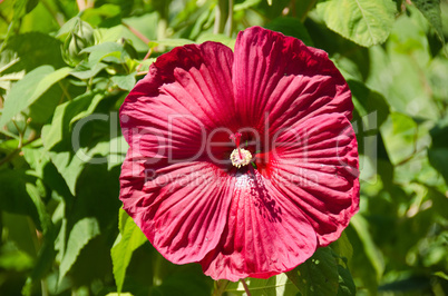 Big red flower