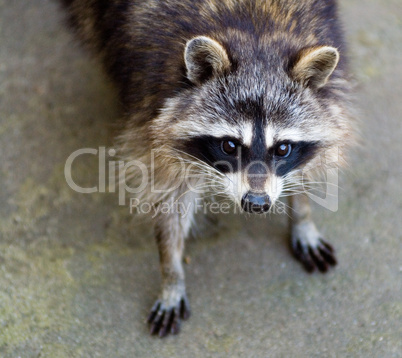 Sad raccoon