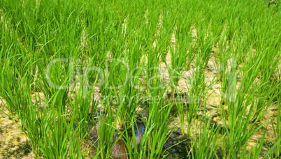 rice terraces