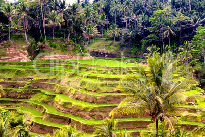 rice terraces