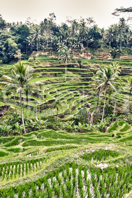 rice terraces