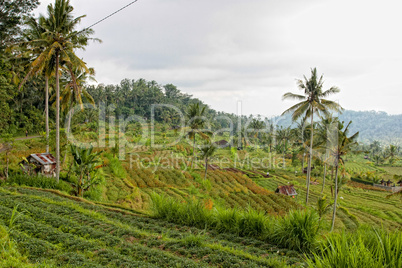 rice terraces