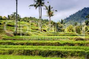 rice terraces
