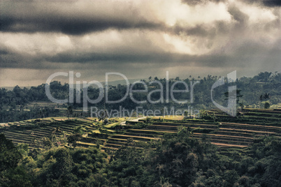 rice terraces