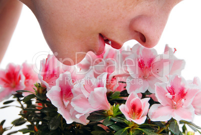 Smelling pink Azalea flowers