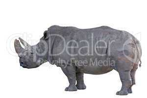 Grey african rhino isolated on white