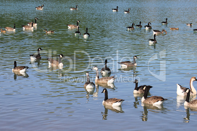 wild geese