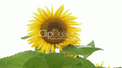 Sunflower with bee against white background