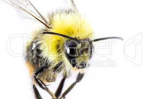 bumblebee in close up