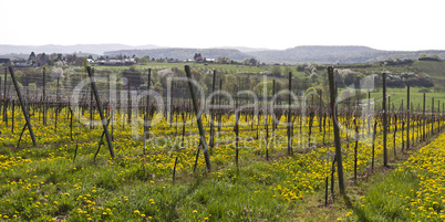 vineyard with dandelion