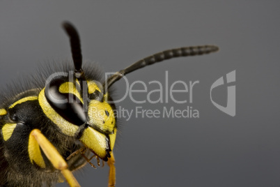 head of wasp in grey background