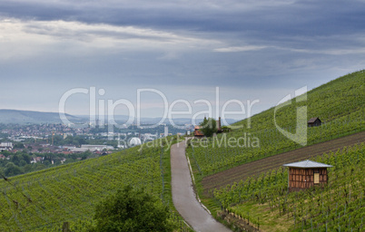 landscape with vineyard in south germany